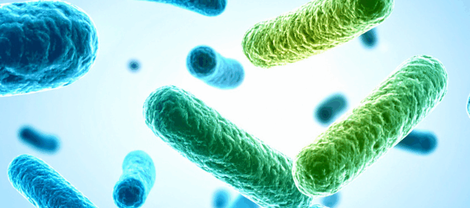 Probiotics weight loss