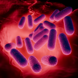 probiotics for weight loss